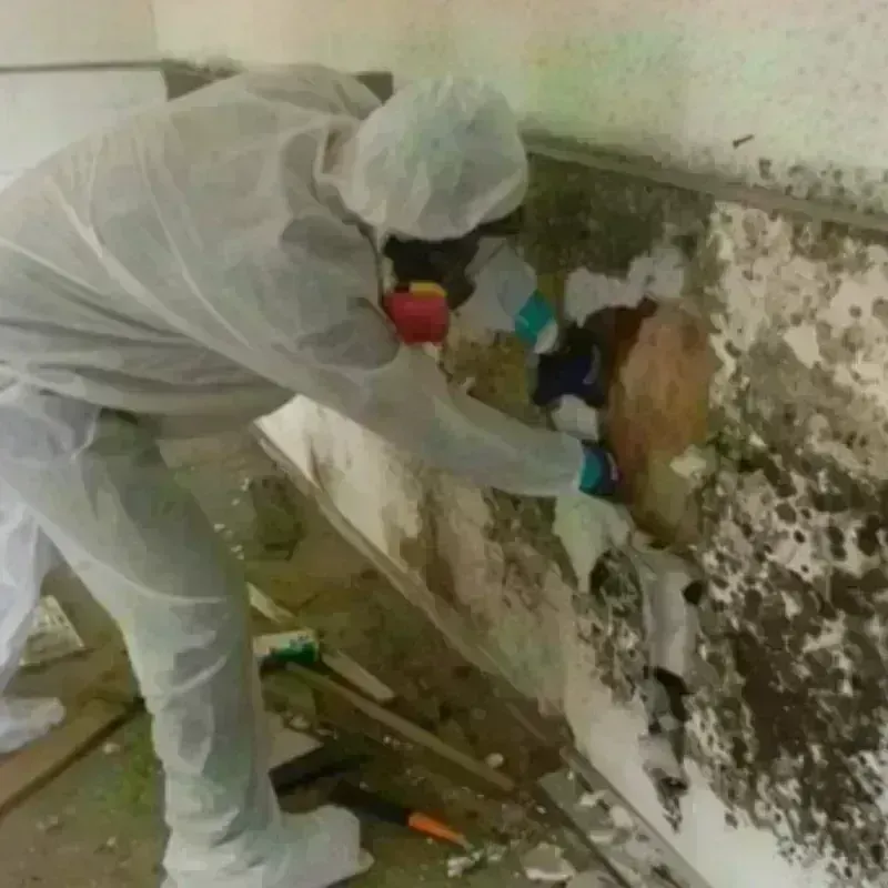 Mold Remediation and Removal in DeCordova, TX